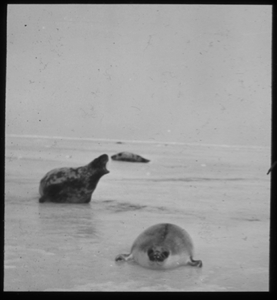 Image of Three seals on ice. 2 are harp seals